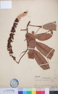Specimen thumbnail